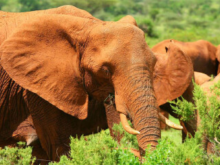 桑布鲁国家自然保护区