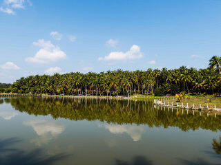 椰子大观园