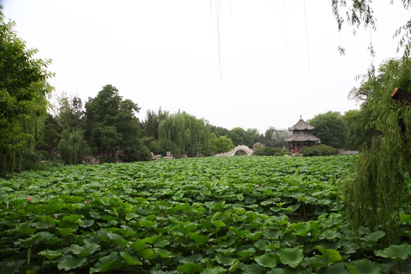 夏游北方小西湖保定古莲花池