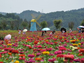新津花舞人间景区