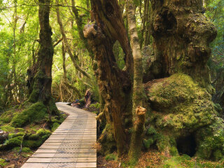 摇篮山国家公园