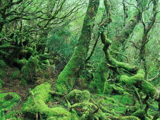 摇篮山国家公园