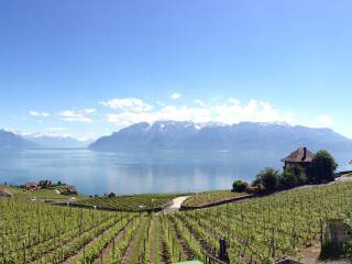 拉沃葡萄园梯田