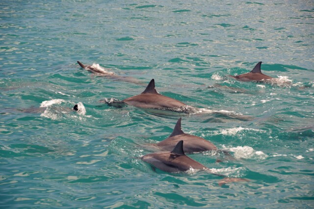       毛里求斯海豚湾