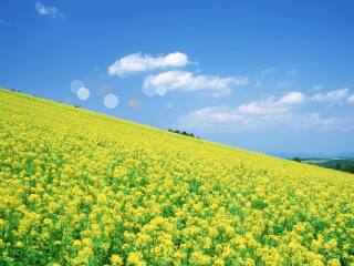 兴化千垛菜花风景区