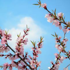桃花
