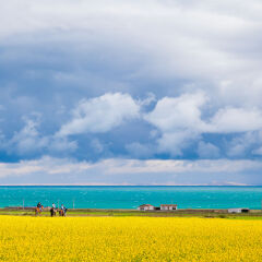 Rapeseed field nearby Qinghai Lake