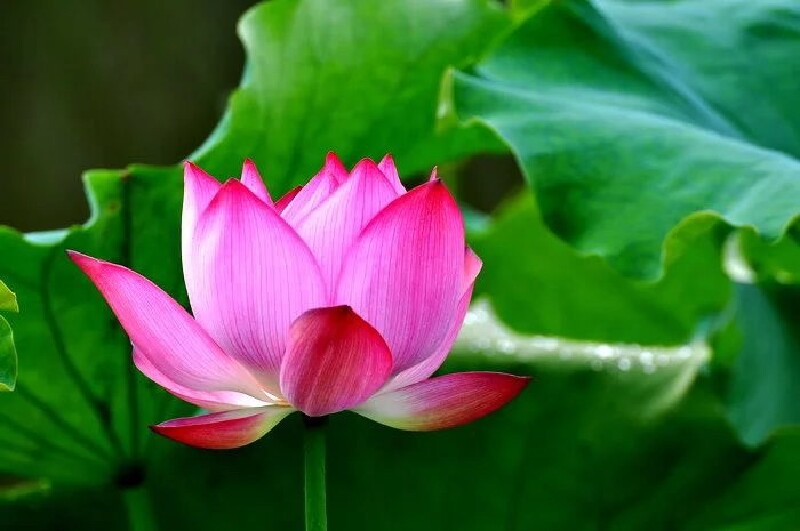 1天武汉金龙水寨生态乐园玩法