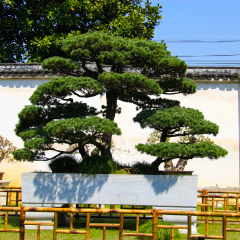 留园