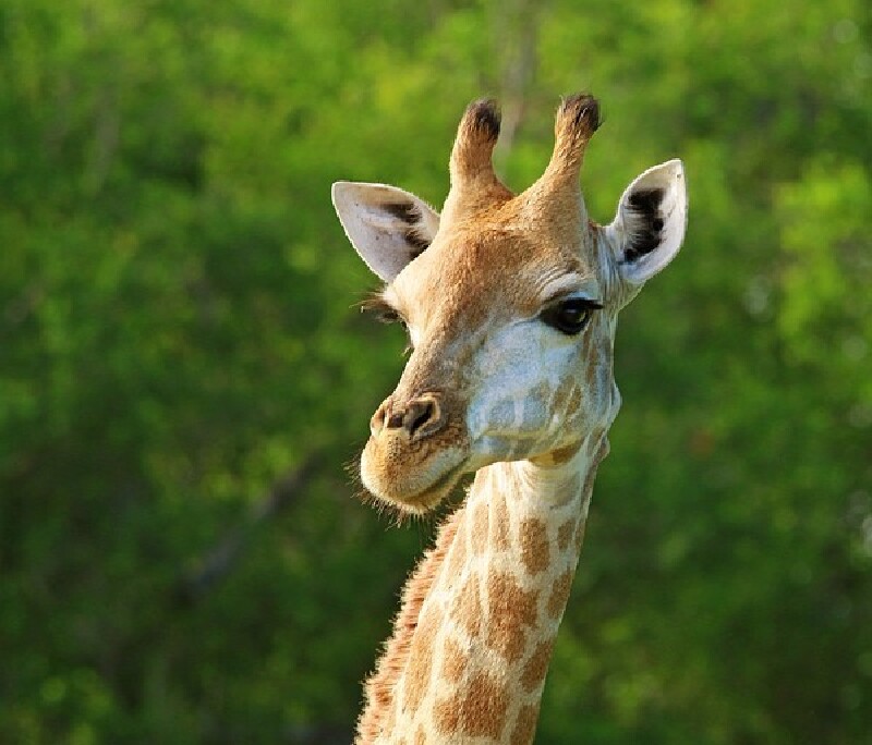 地球上有一个地方,纯净,充满生机,动物可以自由奔跑,人与自然和谐相处