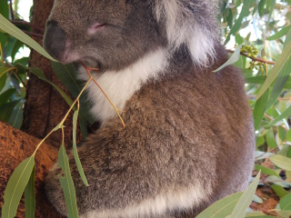 珀斯野生动物园