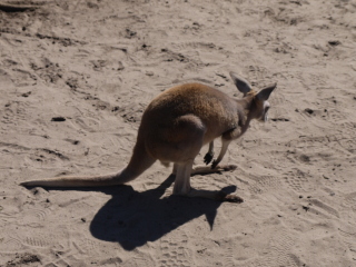 珀斯野生动物园