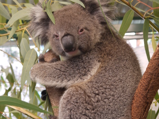 珀斯野生动物园