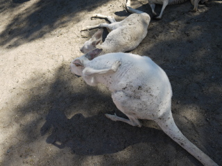 珀斯野生动物园