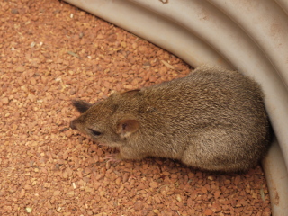 珀斯野生动物园