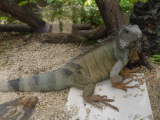 毛里求斯鳄鱼公园