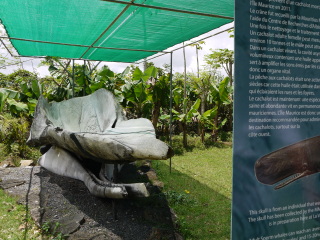 毛里求斯鳄鱼公园