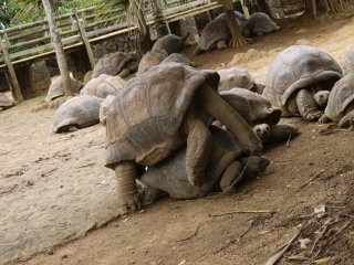 毛里求斯鳄鱼公园