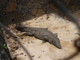毛里求斯鳄鱼公园