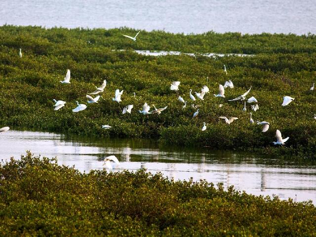  北海-涠洲岛-银滩-红树林4日游>私家成团,体验海滨小城的闲情逸致,悦