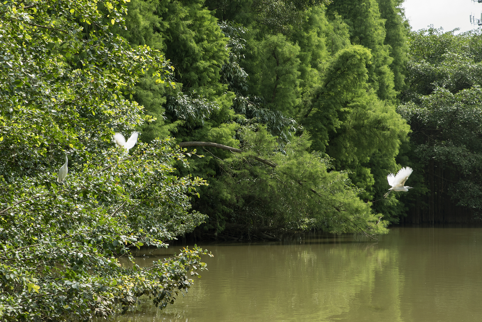 新会除了小鸟天堂更有贵如黄金的陈皮
