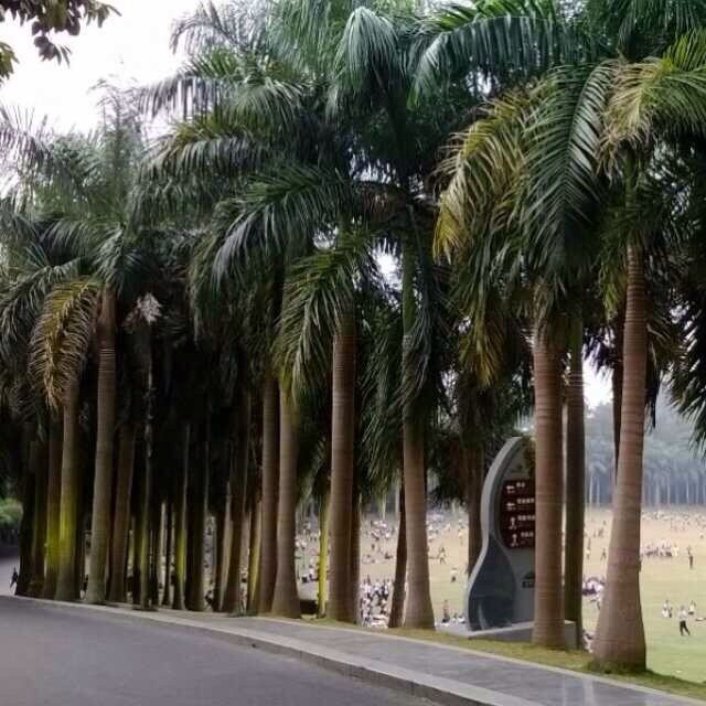 号称全国最大的苏铁园——广西青秀山