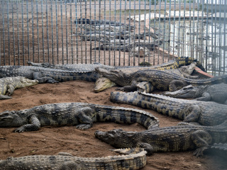 厦门南顺鳄鱼园