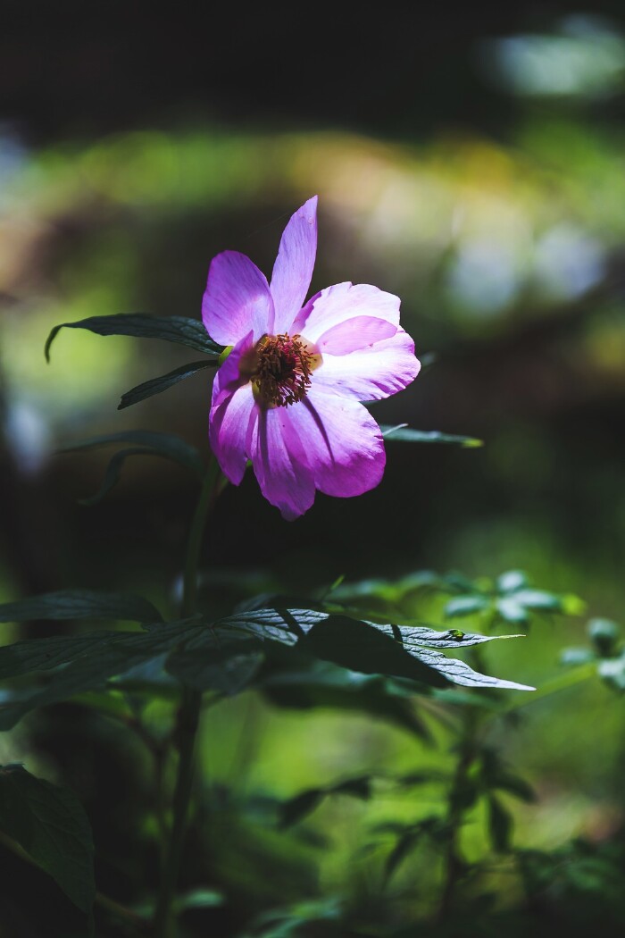 路上的花花草草