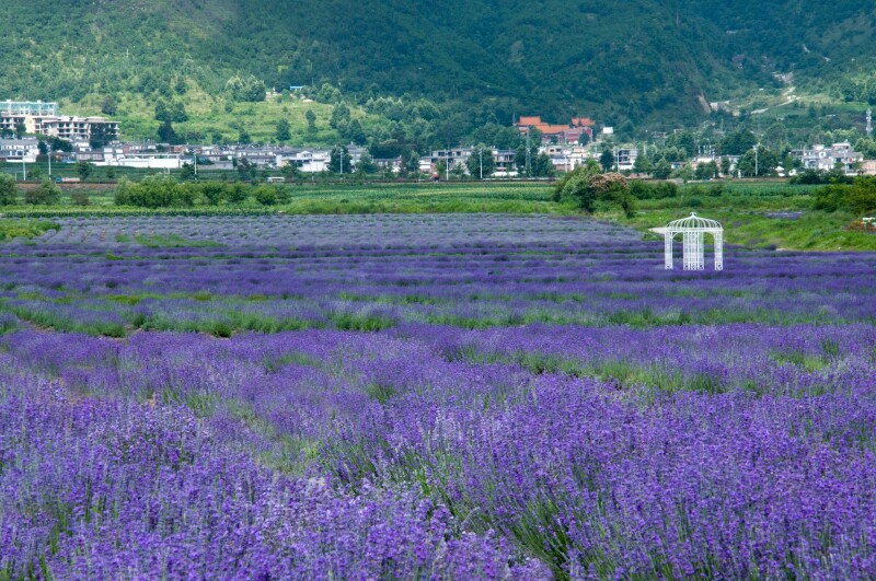 大理一片紫色的薰衣草铺满苍山洱海之间云海芳草薰衣草庄园