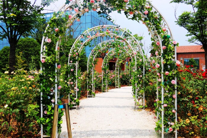 【烟花六月下扬州 花花世界走一圈】