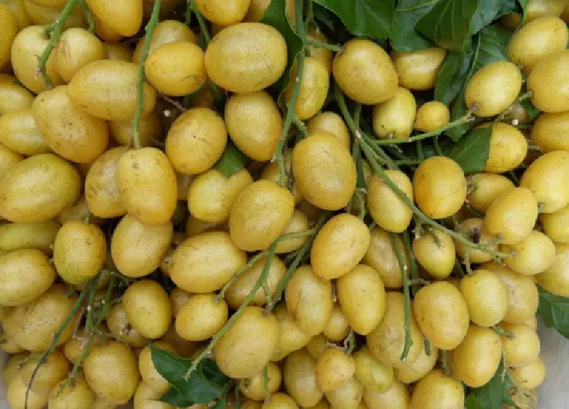 海南黄皮吃了这么多年可惜很多人都不知道