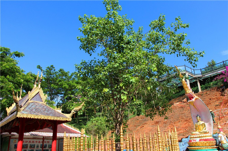 西雙版納勐泐大佛寺丨與佛結緣,和美一生