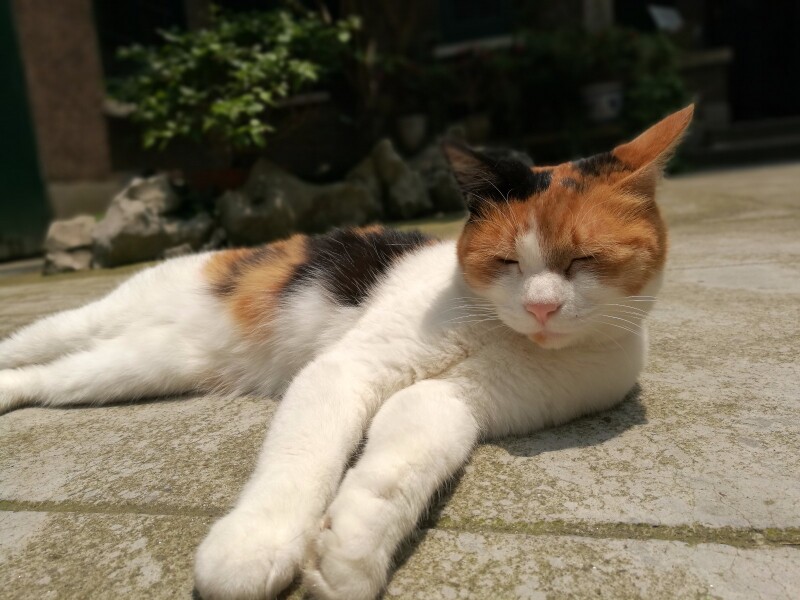 好了,还是回到巴金的故居来看看吧.