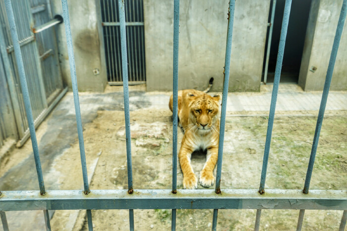 水绘园后面还有个小小的动物园,虽然动物园是每个人的童年记忆,但说