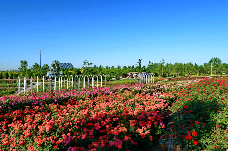 北京花卉种植基地图片