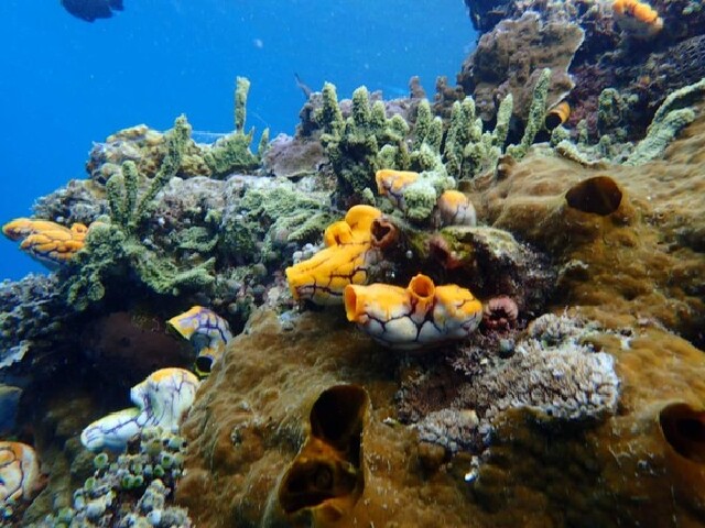 上海直飞印度尼西亚-美娜多4晚5日 豪华五星-纯