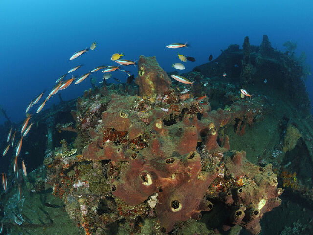 上海直飞印度尼西亚-美娜多4晚5日 豪华五星-纯