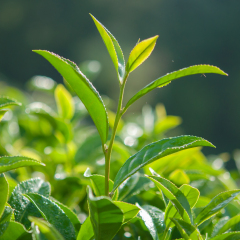 Tea leave in the field