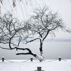 西湖边