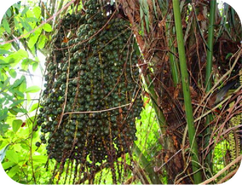 在这里你还可以看见百年古藤,千年古蕨,巨大的仙草灵芝,冷血杀手见
