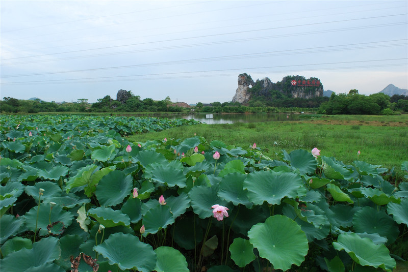 會仙河公園一日遊