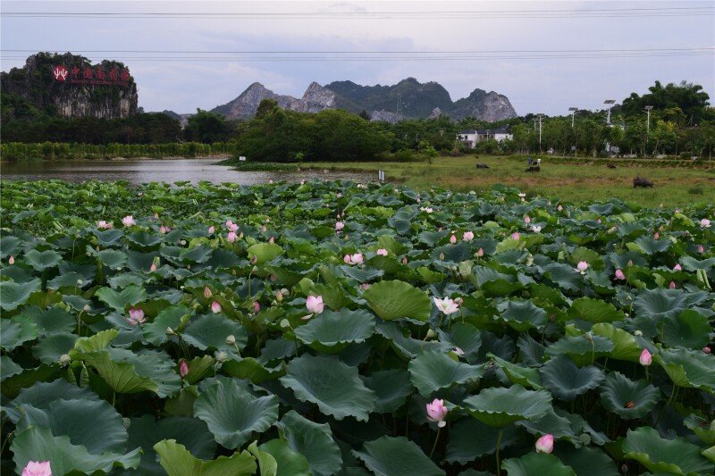 会仙河公园赏荷花游记
