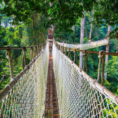 Jungle walk from high above