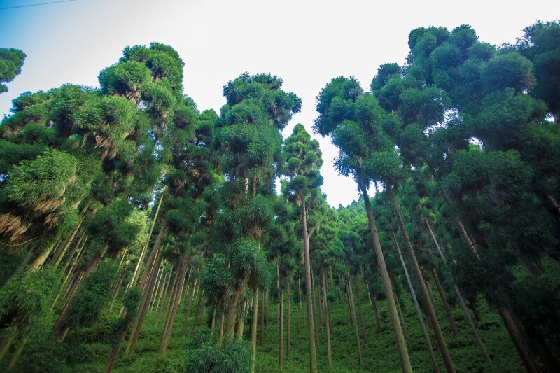 漂洋过海只为一片森林