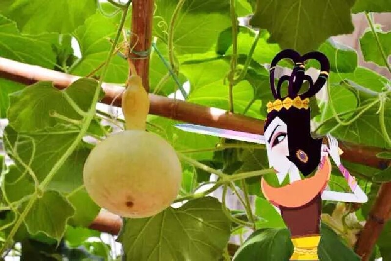 葫芦圆圆的,上小下大,跟葫芦娃的原型长的一模一样,哈哈哈哈!