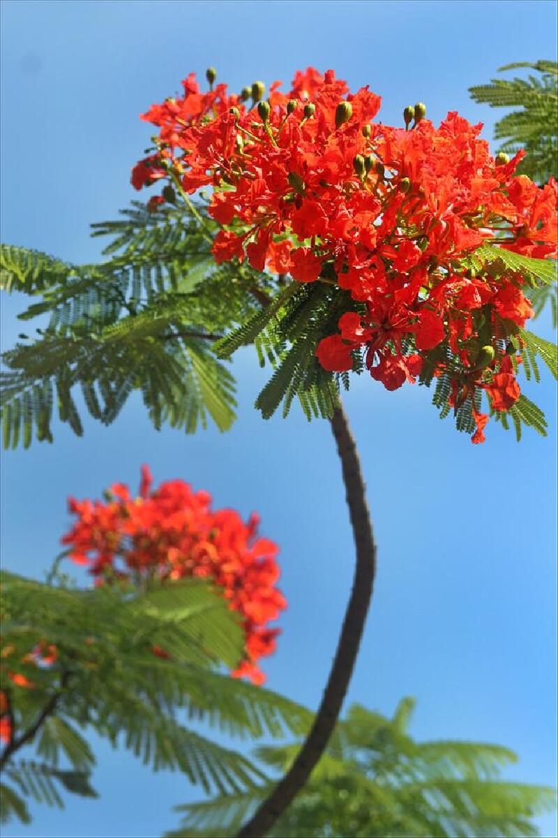 三亚凤凰花一夜之间全城怒放惊艳三亚