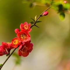 五龙潭贴梗海棠_1188