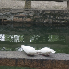 西园寺鸽子_1496