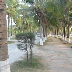 海南三亚西岛椰子树林_1365
