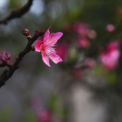 桃花_3610
